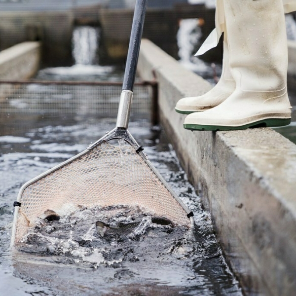 La pisciculture en France : fonctionnement, enjeux et rôle dans l’alimentation durable