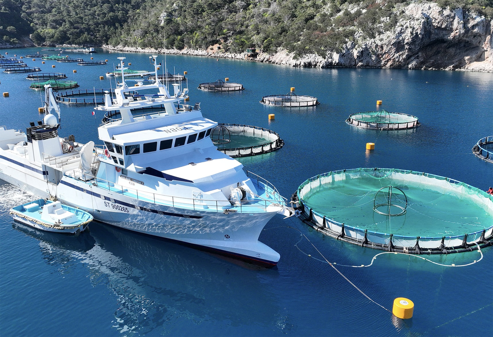 Elevage poissons marins