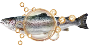Omega 3 Truites